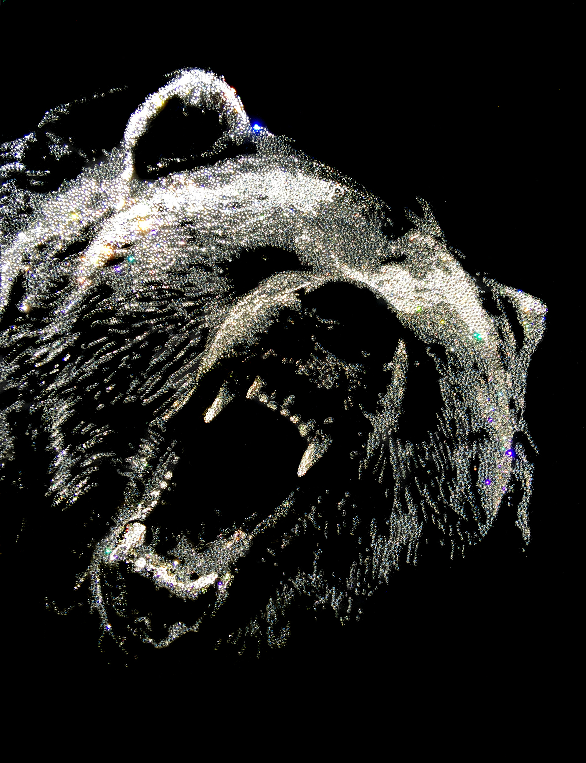Разъяренный перенос. Медведь Гризли злой. Медведь рычит. Оскал медведя. Медведь на черном фоне.